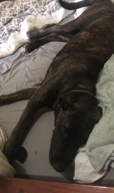 find my dog a new home